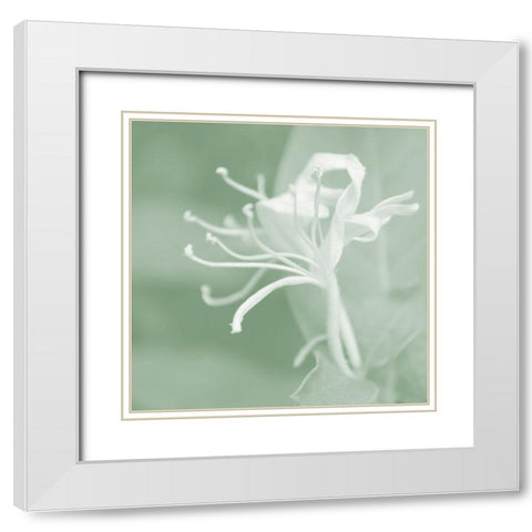 Honeysuckle Summer VII White Modern Wood Framed Art Print with Double Matting by Chandler, Sharon