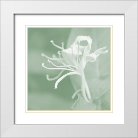 Honeysuckle Summer VII White Modern Wood Framed Art Print with Double Matting by Chandler, Sharon