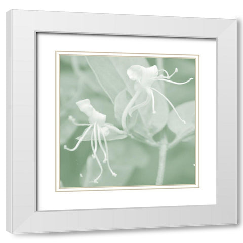 Honeysuckle Summer VIII White Modern Wood Framed Art Print with Double Matting by Chandler, Sharon