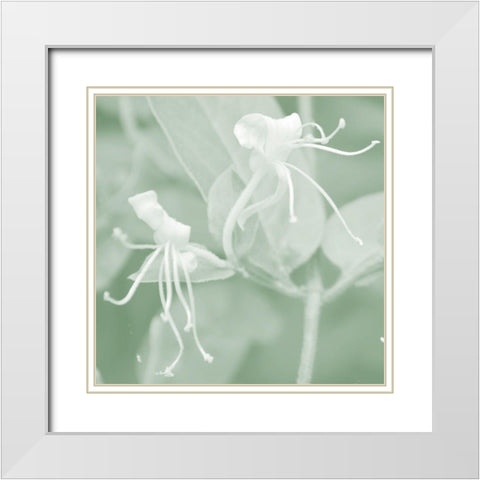 Honeysuckle Summer VIII White Modern Wood Framed Art Print with Double Matting by Chandler, Sharon