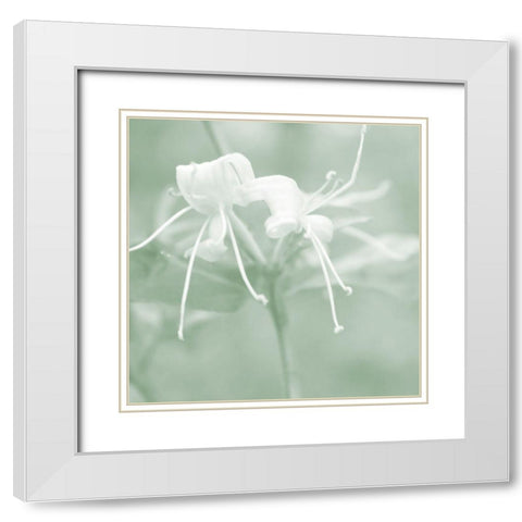 Honeysuckle Summer IX White Modern Wood Framed Art Print with Double Matting by Chandler, Sharon