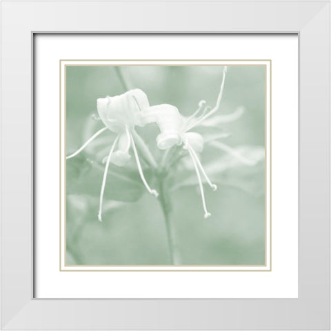 Honeysuckle Summer IX White Modern Wood Framed Art Print with Double Matting by Chandler, Sharon