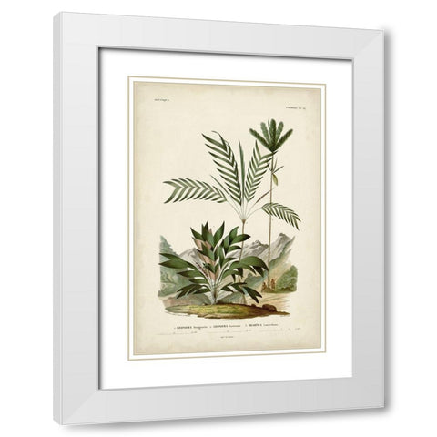 Antique Palm Collection I White Modern Wood Framed Art Print with Double Matting by DOrbigny, M. Charles