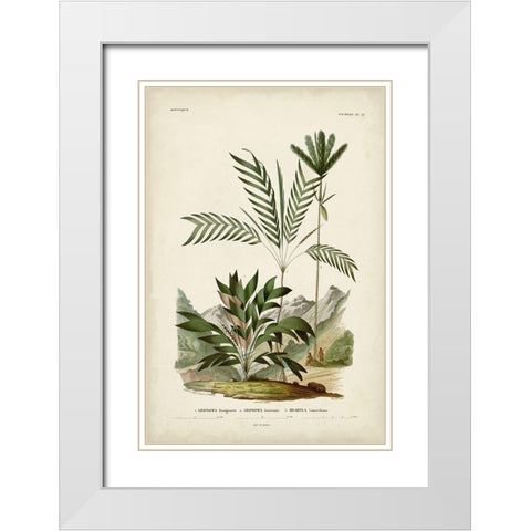 Antique Palm Collection I White Modern Wood Framed Art Print with Double Matting by DOrbigny, M. Charles