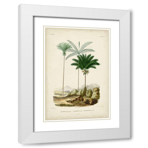 Antique Palm Collection II White Modern Wood Framed Art Print with Double Matting by DOrbigny, M. Charles
