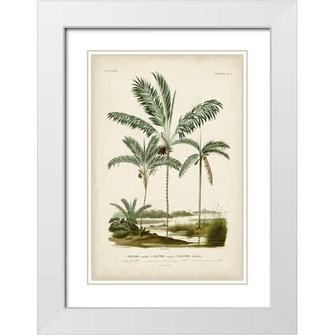 Antique Palm Collection VII White Modern Wood Framed Art Print with Double Matting by DOrbigny, M. Charles