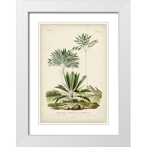 Antique Palm Collection VIII White Modern Wood Framed Art Print with Double Matting by DOrbigny, M. Charles