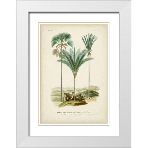 Antique Palm Collection IX White Modern Wood Framed Art Print with Double Matting by DOrbigny, M. Charles