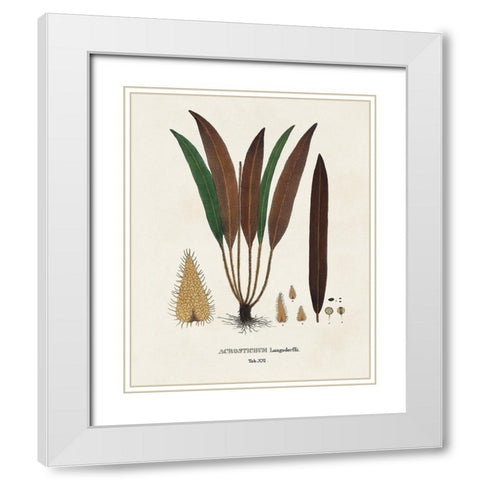 Botanical Society Ferns I White Modern Wood Framed Art Print with Double Matting by Vision Studio