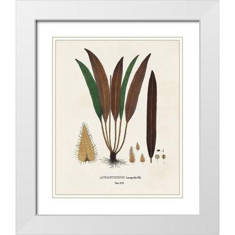 Botanical Society Ferns I White Modern Wood Framed Art Print with Double Matting by Vision Studio