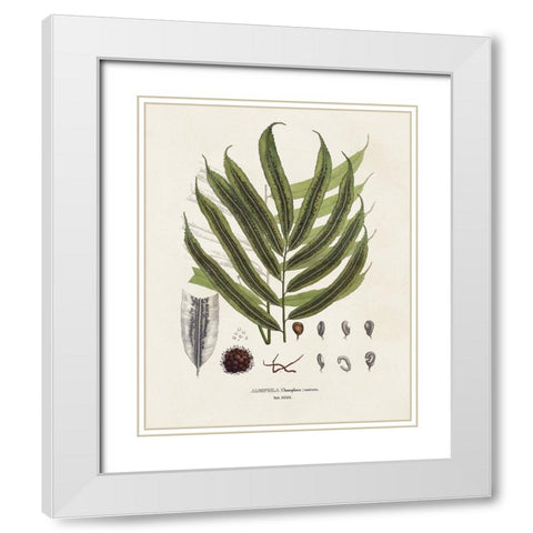 Botanical Society Ferns II White Modern Wood Framed Art Print with Double Matting by Vision Studio