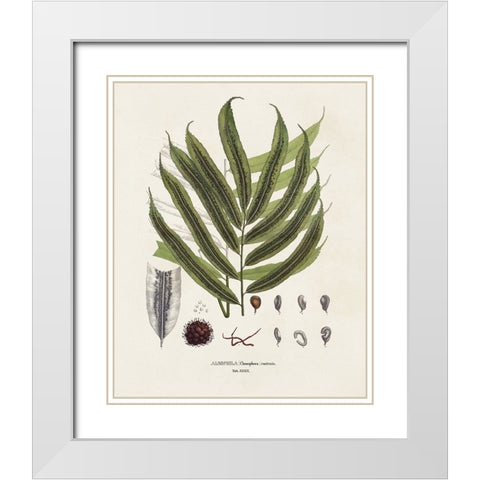 Botanical Society Ferns II White Modern Wood Framed Art Print with Double Matting by Vision Studio