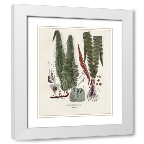 Botanical Society Ferns IV White Modern Wood Framed Art Print with Double Matting by Vision Studio