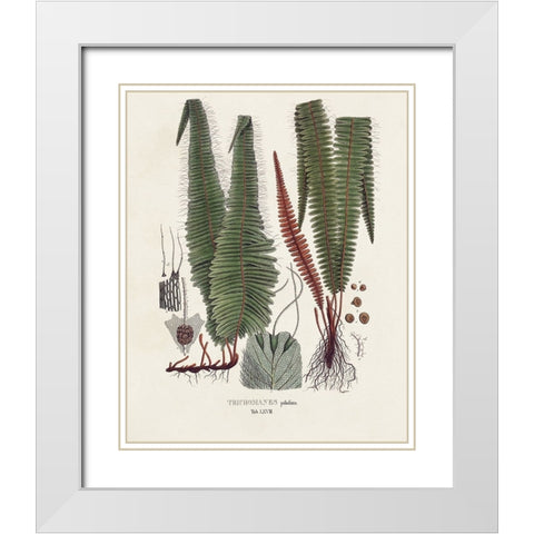 Botanical Society Ferns IV White Modern Wood Framed Art Print with Double Matting by Vision Studio