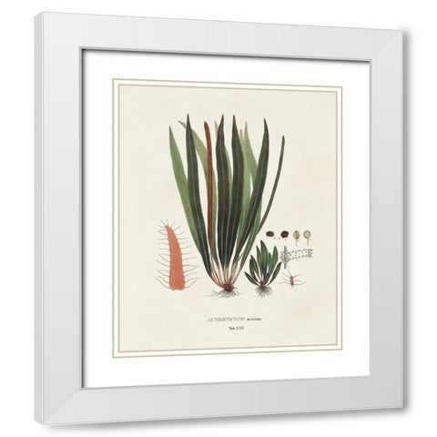 Botanical Society Ferns V White Modern Wood Framed Art Print with Double Matting by Vision Studio