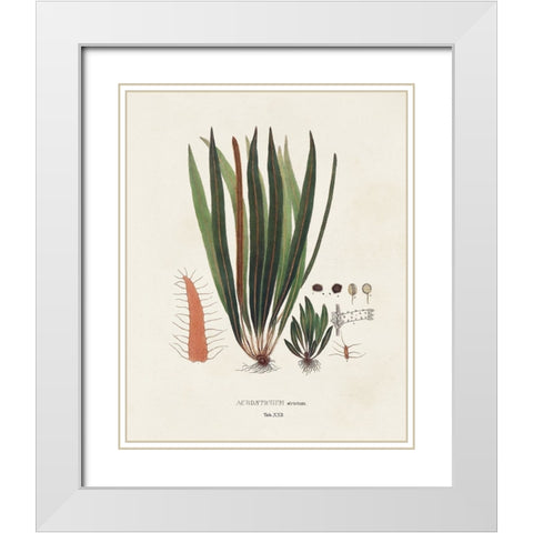 Botanical Society Ferns V White Modern Wood Framed Art Print with Double Matting by Vision Studio