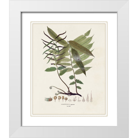 Botanical Society Ferns VI White Modern Wood Framed Art Print with Double Matting by Vision Studio