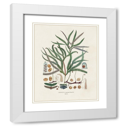 Botanical Society Ferns VII White Modern Wood Framed Art Print with Double Matting by Vision Studio