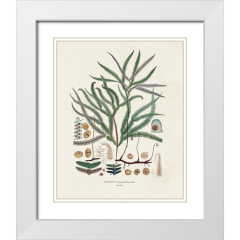 Botanical Society Ferns VII White Modern Wood Framed Art Print with Double Matting by Vision Studio