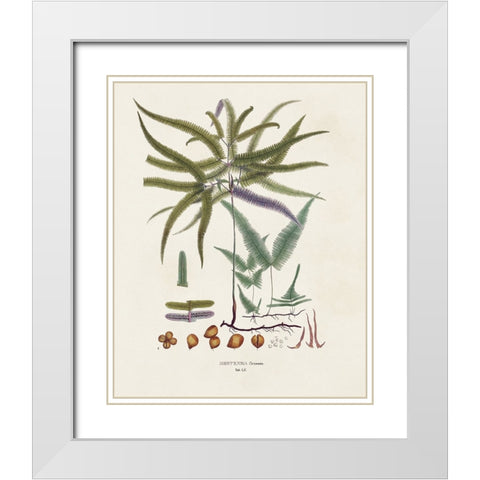 Botanical Society Ferns VIII White Modern Wood Framed Art Print with Double Matting by Vision Studio