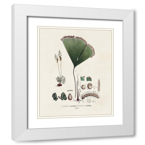 Botanical Society Ferns IX White Modern Wood Framed Art Print with Double Matting by Vision Studio
