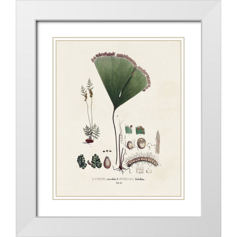 Botanical Society Ferns IX White Modern Wood Framed Art Print with Double Matting by Vision Studio