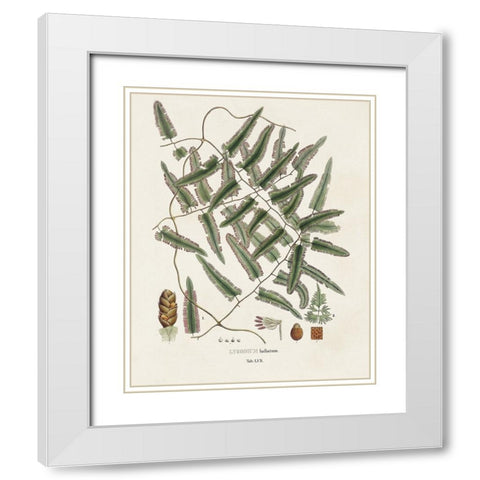 Botanical Society Ferns X White Modern Wood Framed Art Print with Double Matting by Vision Studio