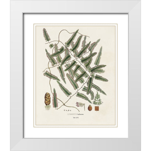 Botanical Society Ferns X White Modern Wood Framed Art Print with Double Matting by Vision Studio