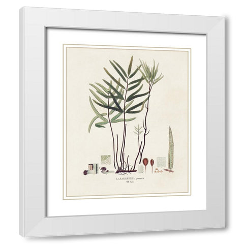 Botanical Society Ferns XI White Modern Wood Framed Art Print with Double Matting by Vision Studio