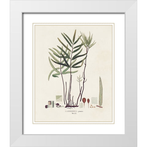 Botanical Society Ferns XI White Modern Wood Framed Art Print with Double Matting by Vision Studio