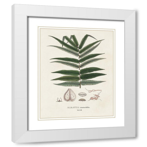 Botanical Society Ferns XII White Modern Wood Framed Art Print with Double Matting by Vision Studio