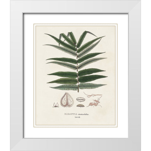 Botanical Society Ferns XII White Modern Wood Framed Art Print with Double Matting by Vision Studio