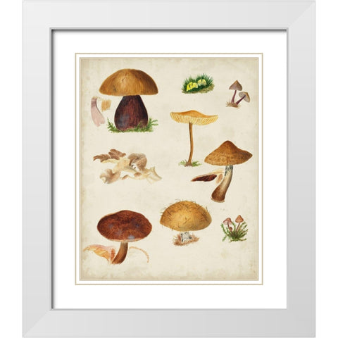 Mushroom Species II White Modern Wood Framed Art Print with Double Matting by Vision Studio