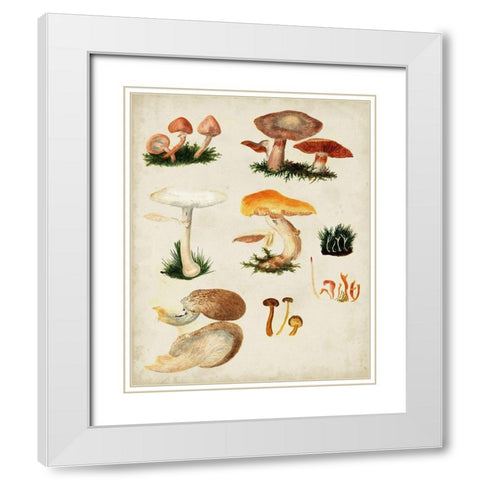 Mushroom Species IV White Modern Wood Framed Art Print with Double Matting by Vision Studio