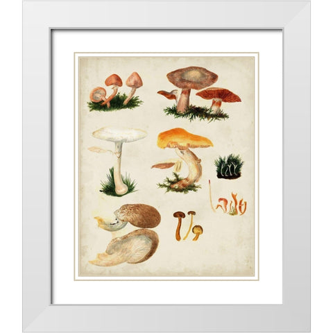 Mushroom Species IV White Modern Wood Framed Art Print with Double Matting by Vision Studio