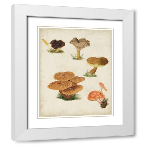 Mushroom Species V White Modern Wood Framed Art Print with Double Matting by Vision Studio