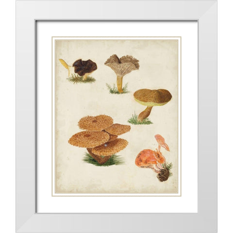 Mushroom Species V White Modern Wood Framed Art Print with Double Matting by Vision Studio