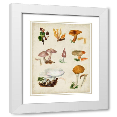 Mushroom Species VI White Modern Wood Framed Art Print with Double Matting by Vision Studio