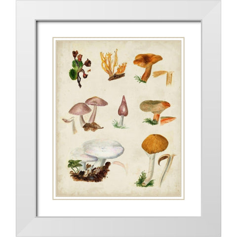 Mushroom Species VI White Modern Wood Framed Art Print with Double Matting by Vision Studio