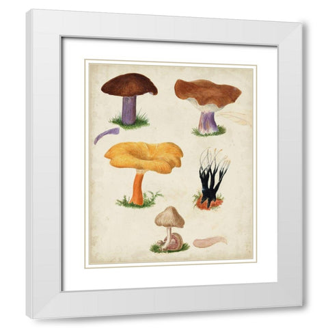 Mushroom Species VII White Modern Wood Framed Art Print with Double Matting by Vision Studio