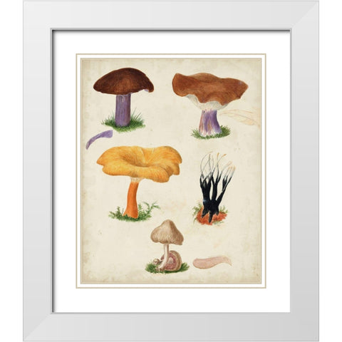 Mushroom Species VII White Modern Wood Framed Art Print with Double Matting by Vision Studio