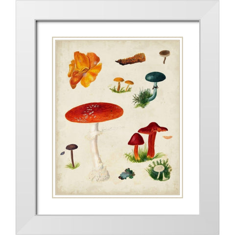 Mushroom Species VIII White Modern Wood Framed Art Print with Double Matting by Vision Studio