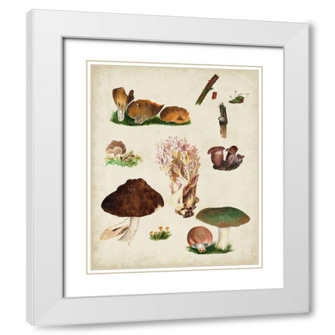 Mushroom Species IX White Modern Wood Framed Art Print with Double Matting by Vision Studio