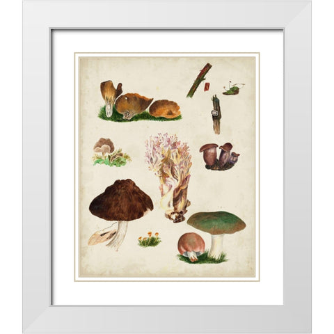 Mushroom Species IX White Modern Wood Framed Art Print with Double Matting by Vision Studio