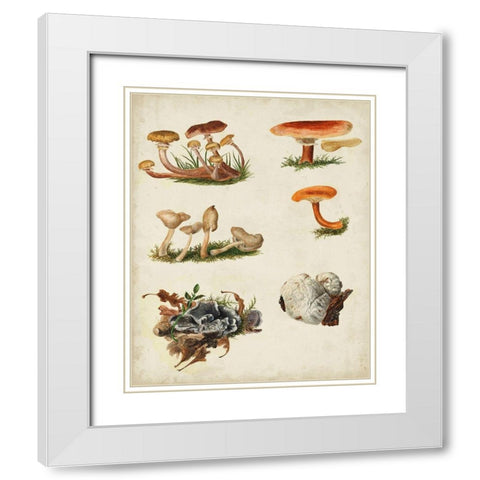 Mushroom Species X White Modern Wood Framed Art Print with Double Matting by Vision Studio