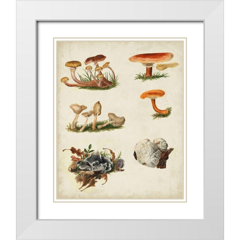 Mushroom Species X White Modern Wood Framed Art Print with Double Matting by Vision Studio