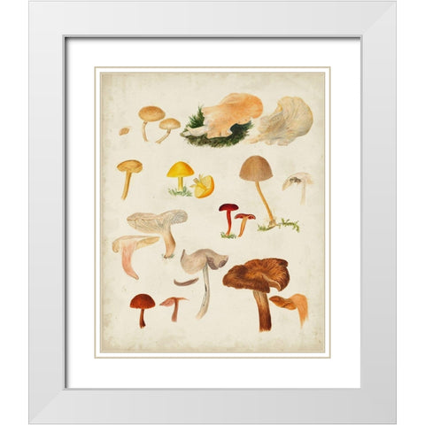 Mushroom Species XII White Modern Wood Framed Art Print with Double Matting by Vision Studio
