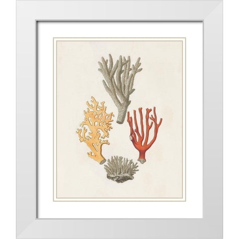 Knorr Shells And Coral IV White Modern Wood Framed Art Print with Double Matting by Knorr