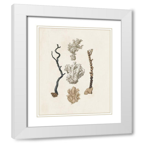 Knorr Shells And Coral V White Modern Wood Framed Art Print with Double Matting by Knorr
