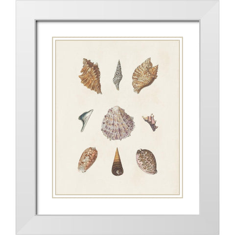 Knorr Shells And Coral VI White Modern Wood Framed Art Print with Double Matting by Knorr